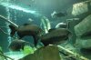 Black pacu in Amazon.JPG