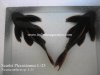 Scarlet Pleco Large L25.jpg