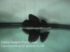 Galaxy Vampire Pleco L240.jpg Galaxy Vampire Pleco L240.jpg