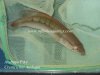Crenincichla atabapo.jpg Crenincichla atabapo.jpg