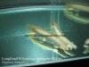 Longfined Polypterus Senegalus.jpg Longfined Polypterus Senegalus.jpg
