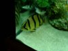 siamtiger.jpg