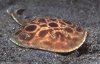 Torpedo_ray.jpg