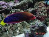 CLown Wrasse.JPG
