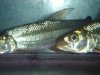 DSC05812.JPG