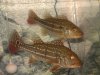 Peacock Bass.jpg