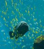 180px-Georgia_Aquarium_-_Giant_Grouper.jpg 180px-Georgia_Aquarium_-_Giant_Grouper.jpg