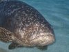 200px-GiantGrouper018.jpg 200px-GiantGrouper018.jpg