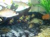 LOACHES1.jpg