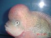 DSC08564.jpg