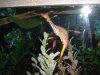Weedy Dragon 1.JPG