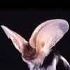 26_spotted_bat.jpg