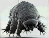 waterbear.jpg