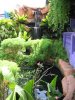 IMG_4132 Nice setup on left side of mini aquarium.JPG
