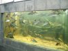 IMG_4141 XL Mini Aquarium Tank 5.JPG