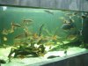 IMG_4142 XL Mini Aquaria Tank 6.JPG