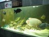 IMG_4143 XL Mini Aquaria Tank 7.JPG
