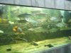 IMG_4144 Tank 7b.JPG