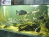 IMG_4146 Tank 7d.JPG