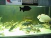 IMG_4147 Tank 7e.JPG