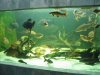 IMG_4148 Tank 8.JPG