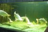 IMG_4149 Tank 9.JPG