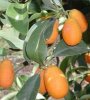 cumquats.jpg