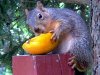 eatingorange.jpg