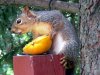 eatingorange1.jpg