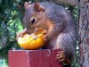 eatingorange2.jpg