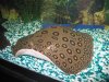 Stingray 006.jpg
