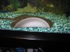 Stingray 009.jpg