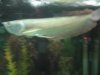 Stingray 041.jpg