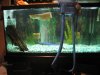Stingray 017.jpg