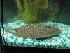 Stingray 038.jpg