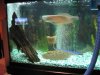 Stingray 045.jpg