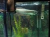 Stingray 046.jpg