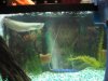 Stingray 051.jpg