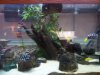 fishtanks march 2008 003.jpg