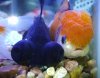 goldfish.jpg goldfish.jpg