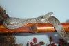 Solomon Island Ground Boa - 11-28-2005 012 (cropped 2).jpg