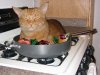 cooked_cat.jpeg