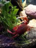 crab1.jpg
