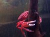 crab2.jpg