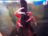 crab3.jpg
