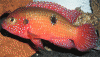 Cichlid-Jewel.gif