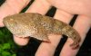Thalassophryne amazonica.jpg