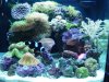 nano corals 028.jpg