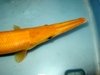 Gold Gar Avantar.JPG