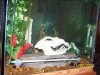 fish tank 209.jpg